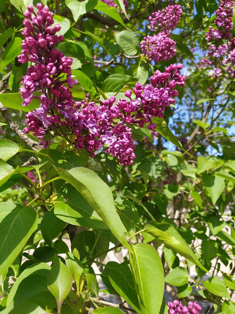 Сирень, парк, цветение, май