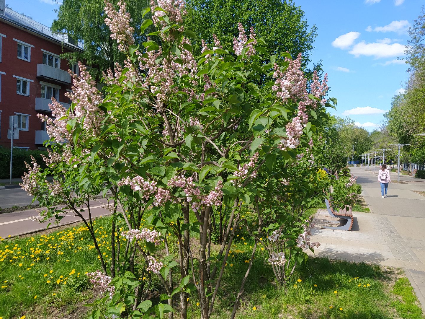 Сирень, парк, цветение, май