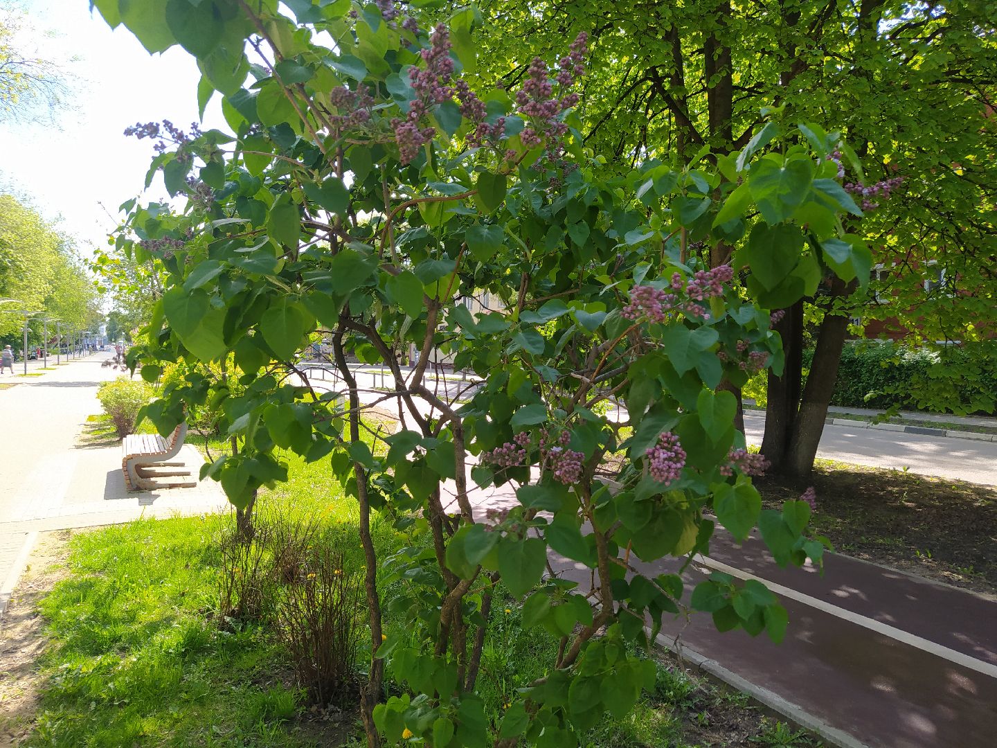 Сирень, парк, цветение, май