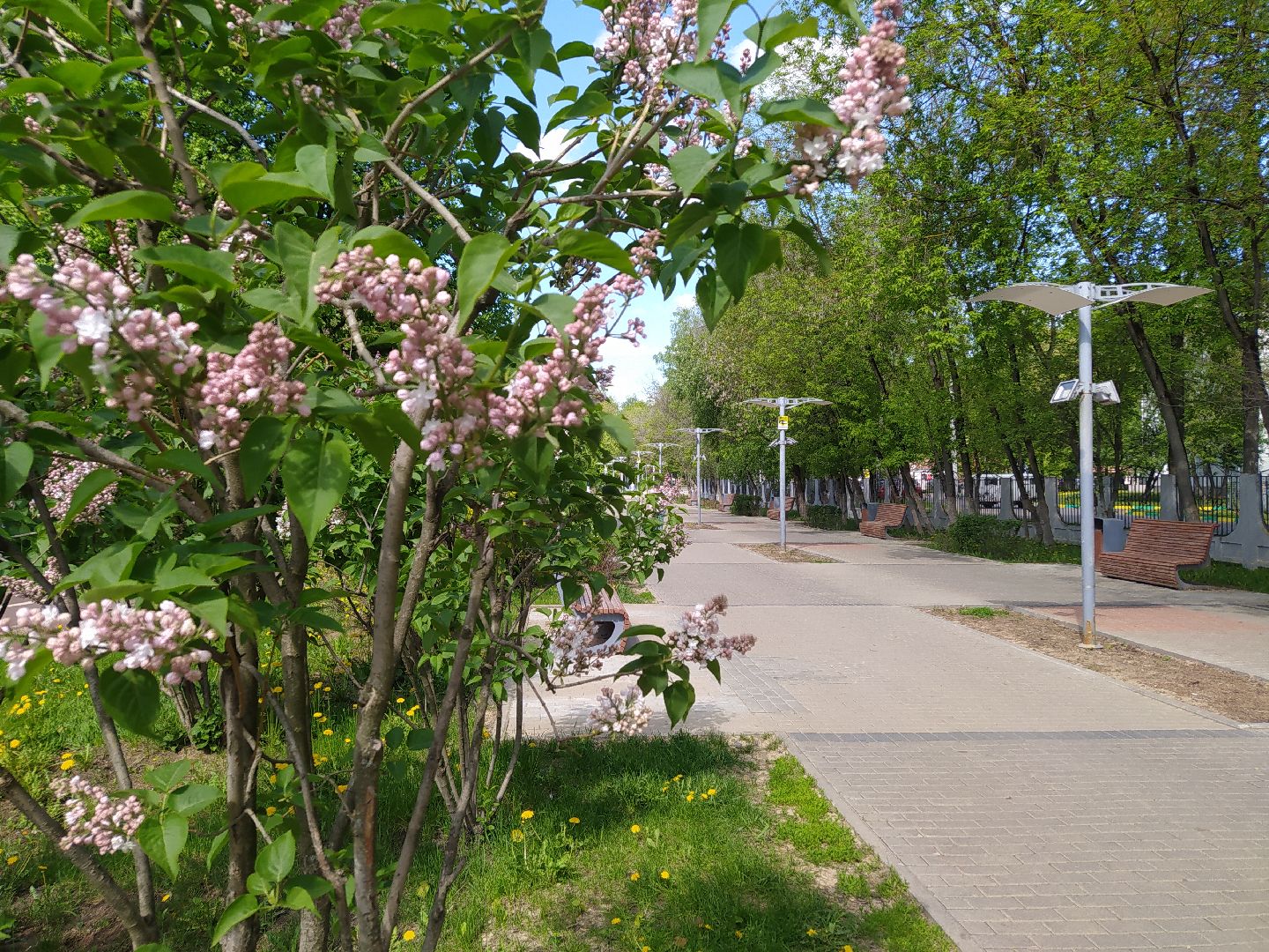 Сирень, парк, цветение, май