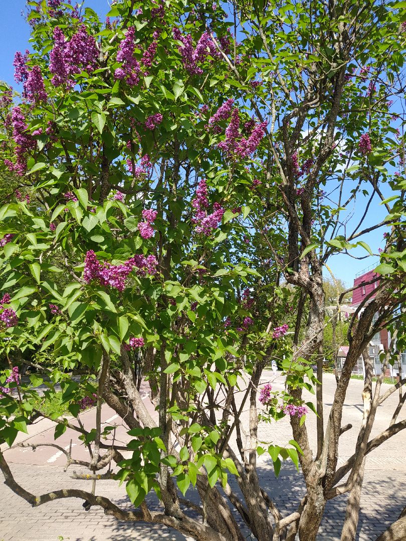 Сирень, парк, цветение, май