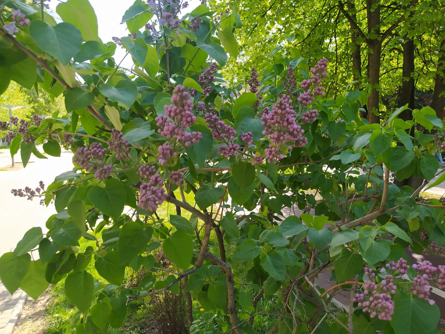 Сирень, парк, цветение, май
