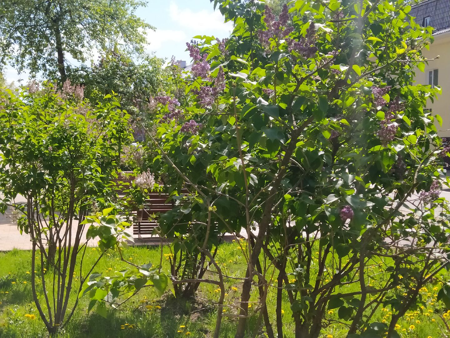 Сирень, парк, цветение, май