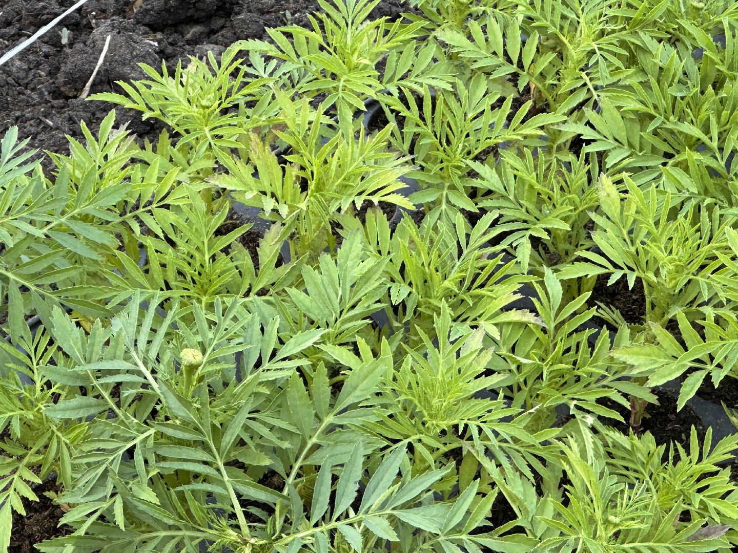 Одинцово, Благоустройство, Цветы, Озеленение