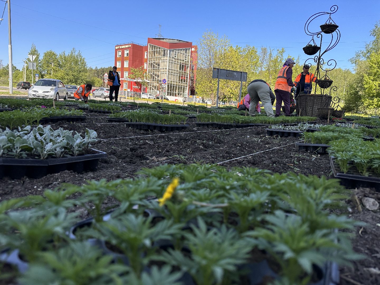 Одинцово, Благоустройство, Цветы, Озеленение