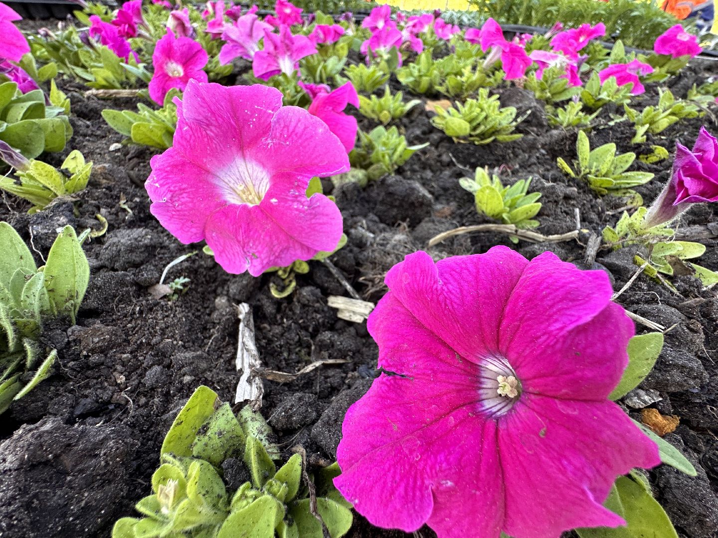 Одинцово, Благоустройство, Цветы, Озеленение