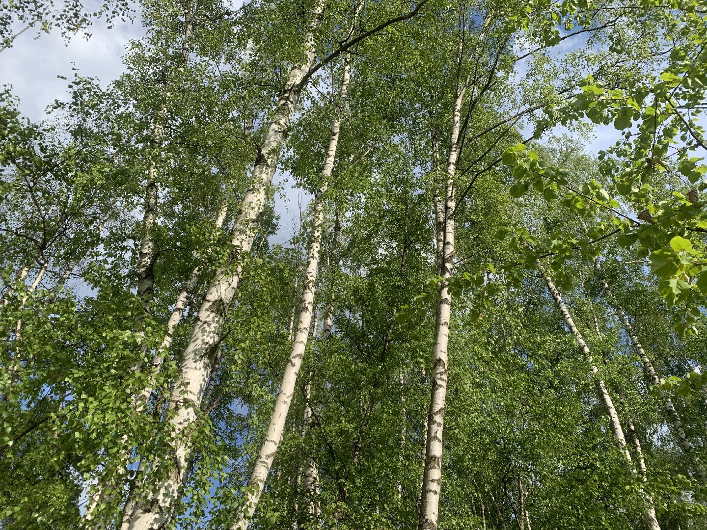 Балашиха, Подмосковье, благоустройство, скверы, Берёзовая роща, роща героев