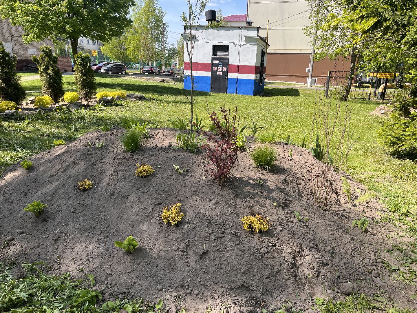 Шаховская, клумбы, покос