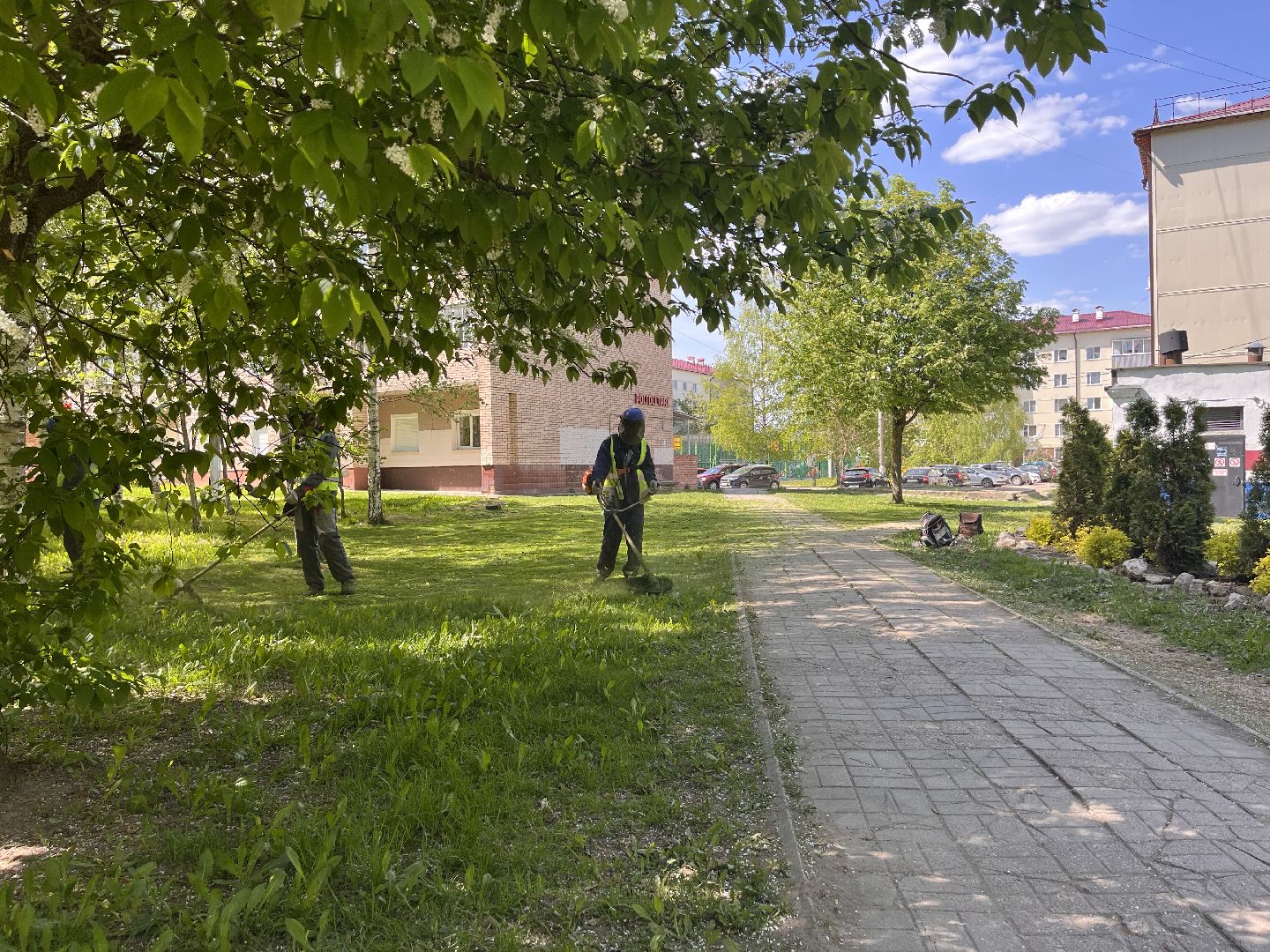 Шаховская, клумбы, покос