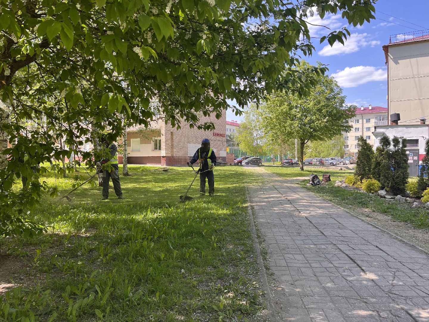 Шаховская, клумбы, покос