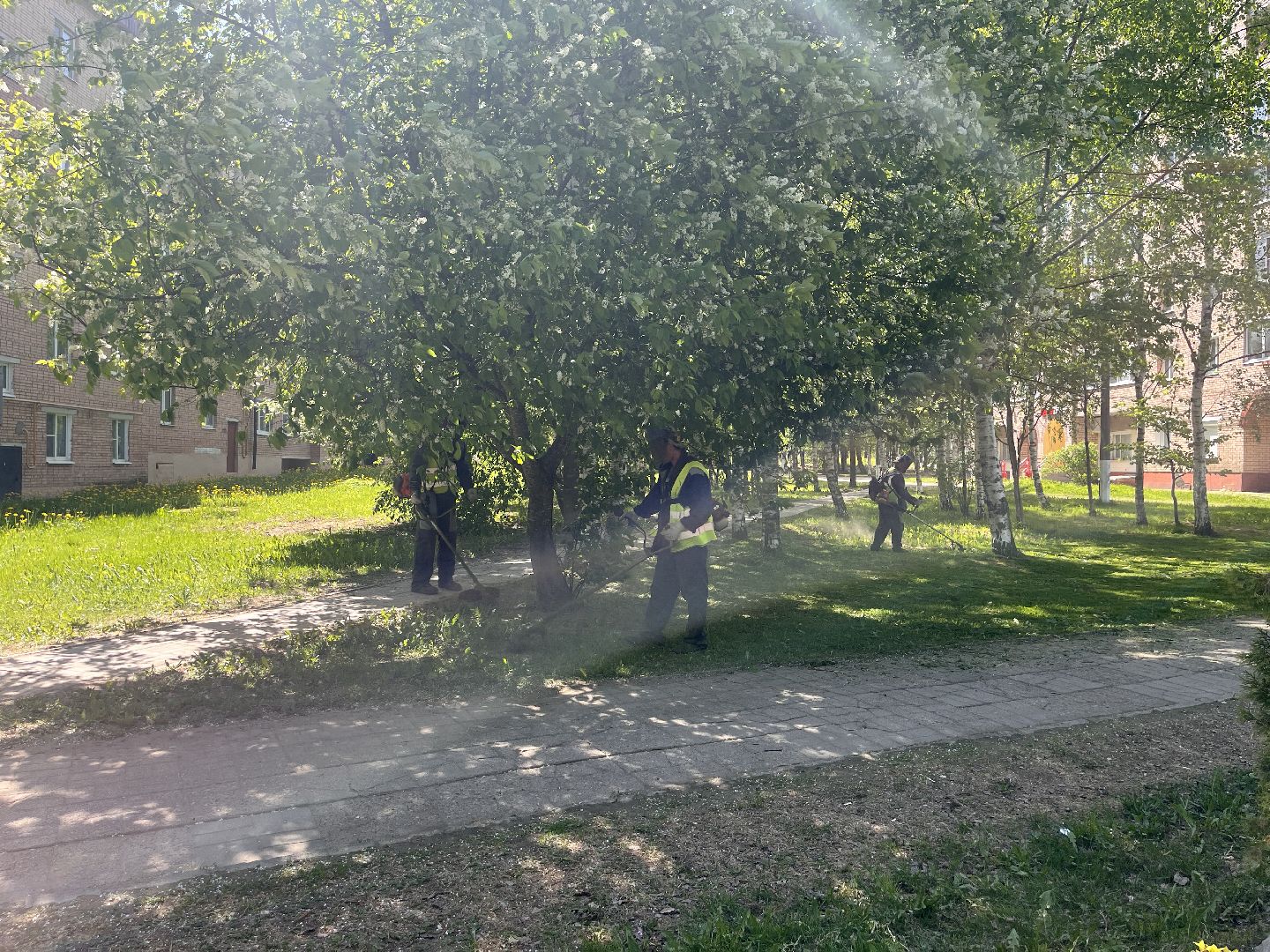 Шаховская, клумбы, покос