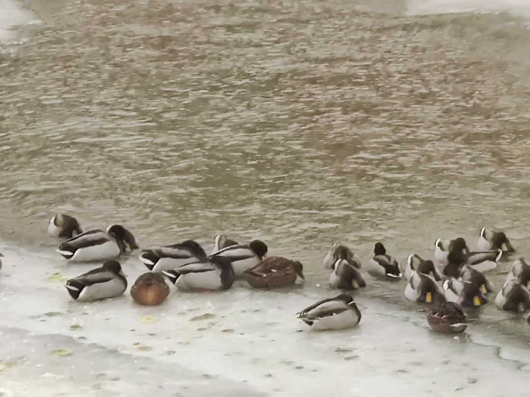 Красноармейск