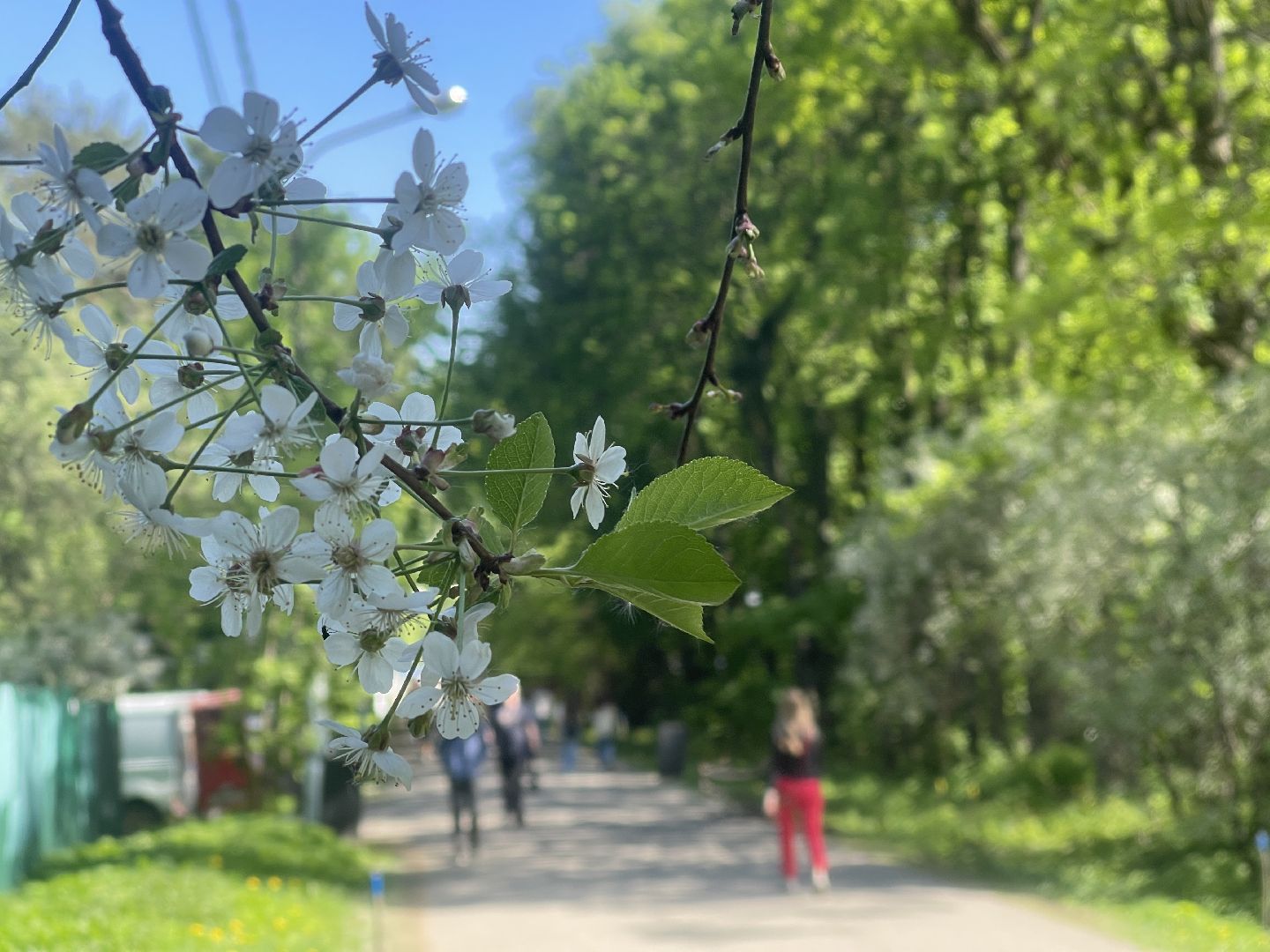 Благоустройство, Одинцово, строительство, бульвар,