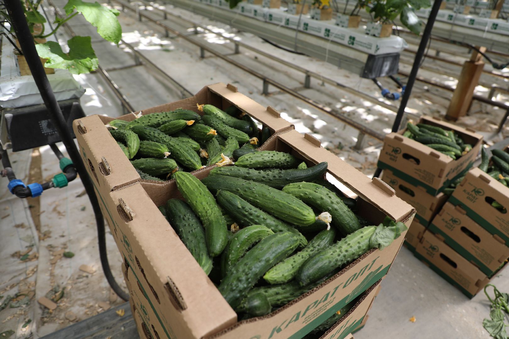 лыткарино, экономика, импортозамещение