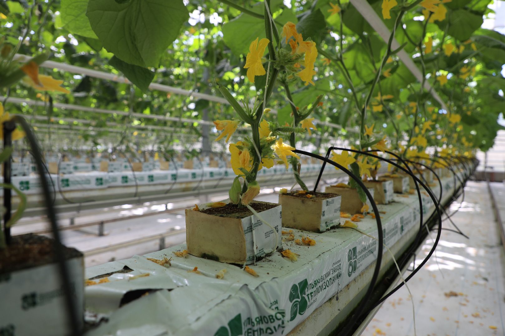 лыткарино, экономика, импортозамещение