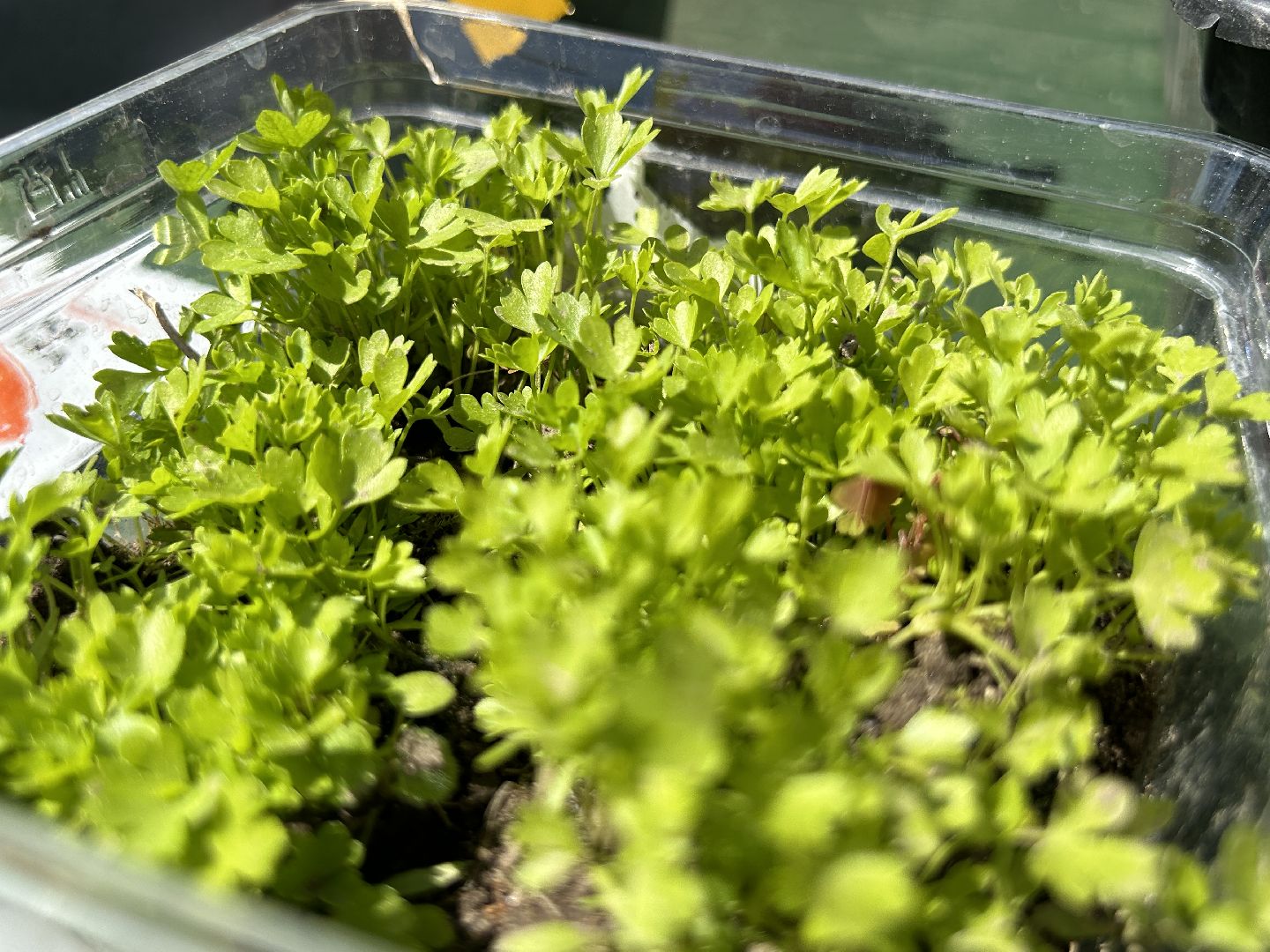 Акция, своп, растения