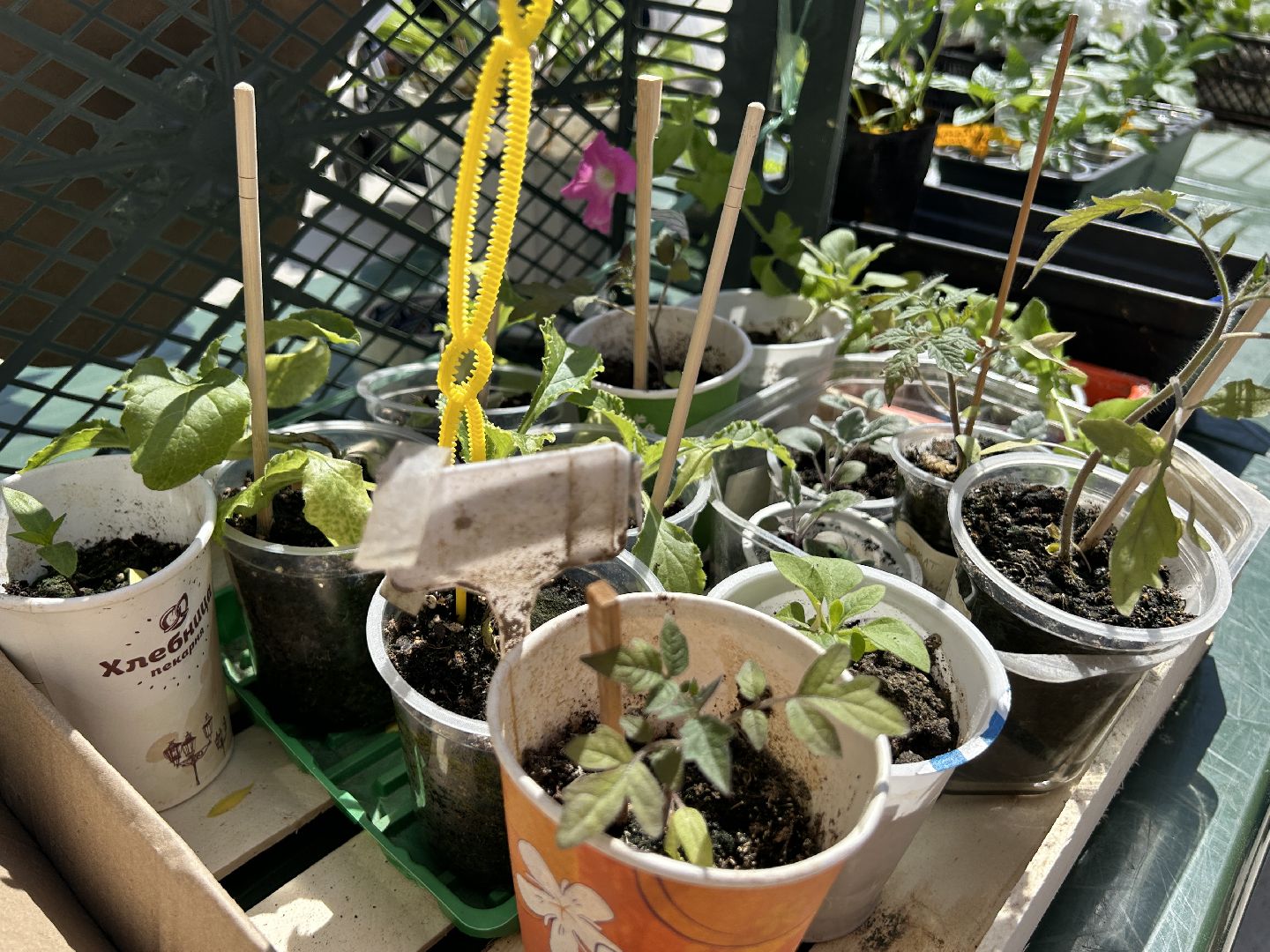 Акция, своп, растения