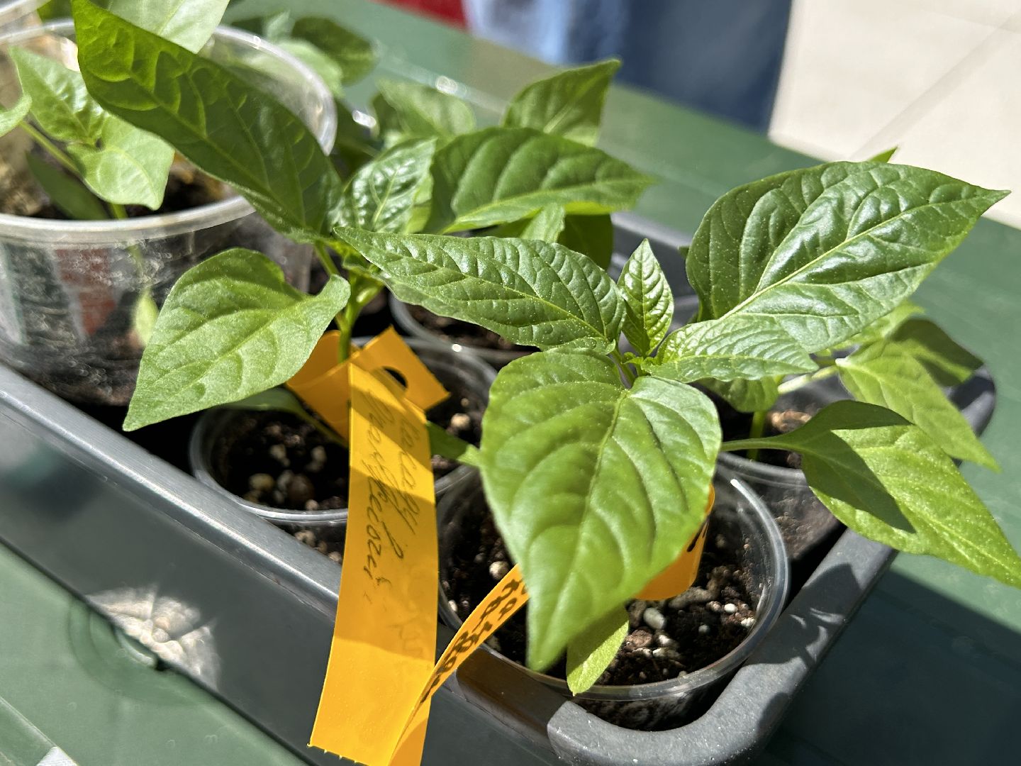 Акция, своп, растения