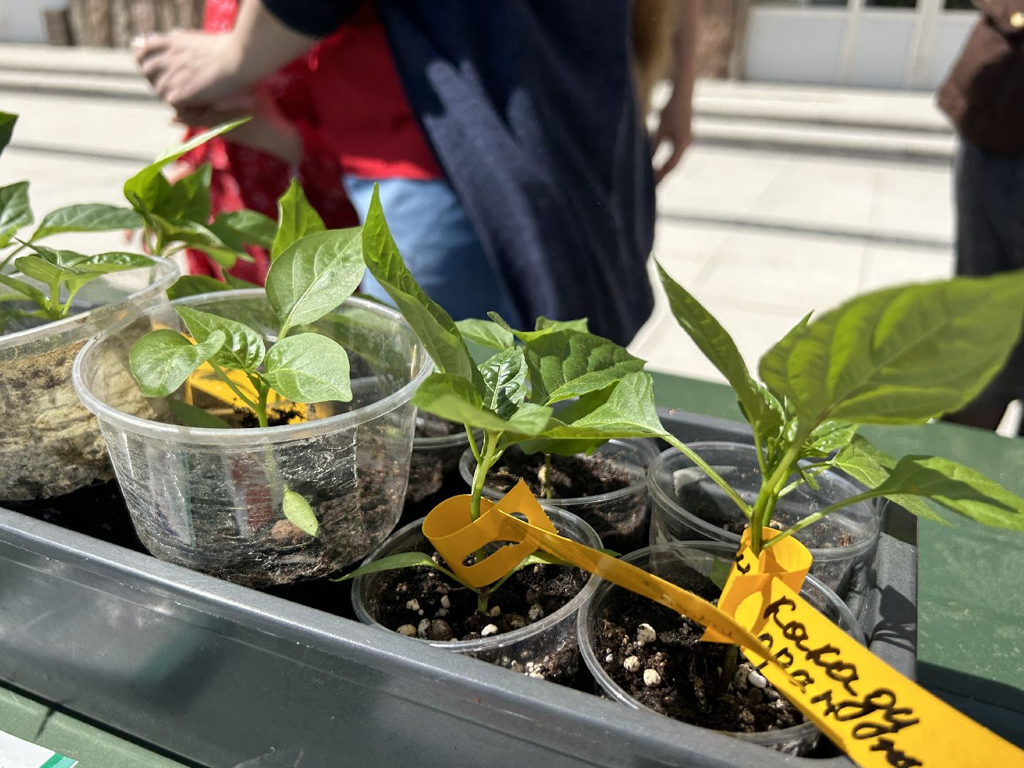 Акция, своп, растения