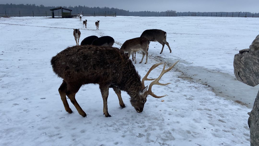 Волоколамск