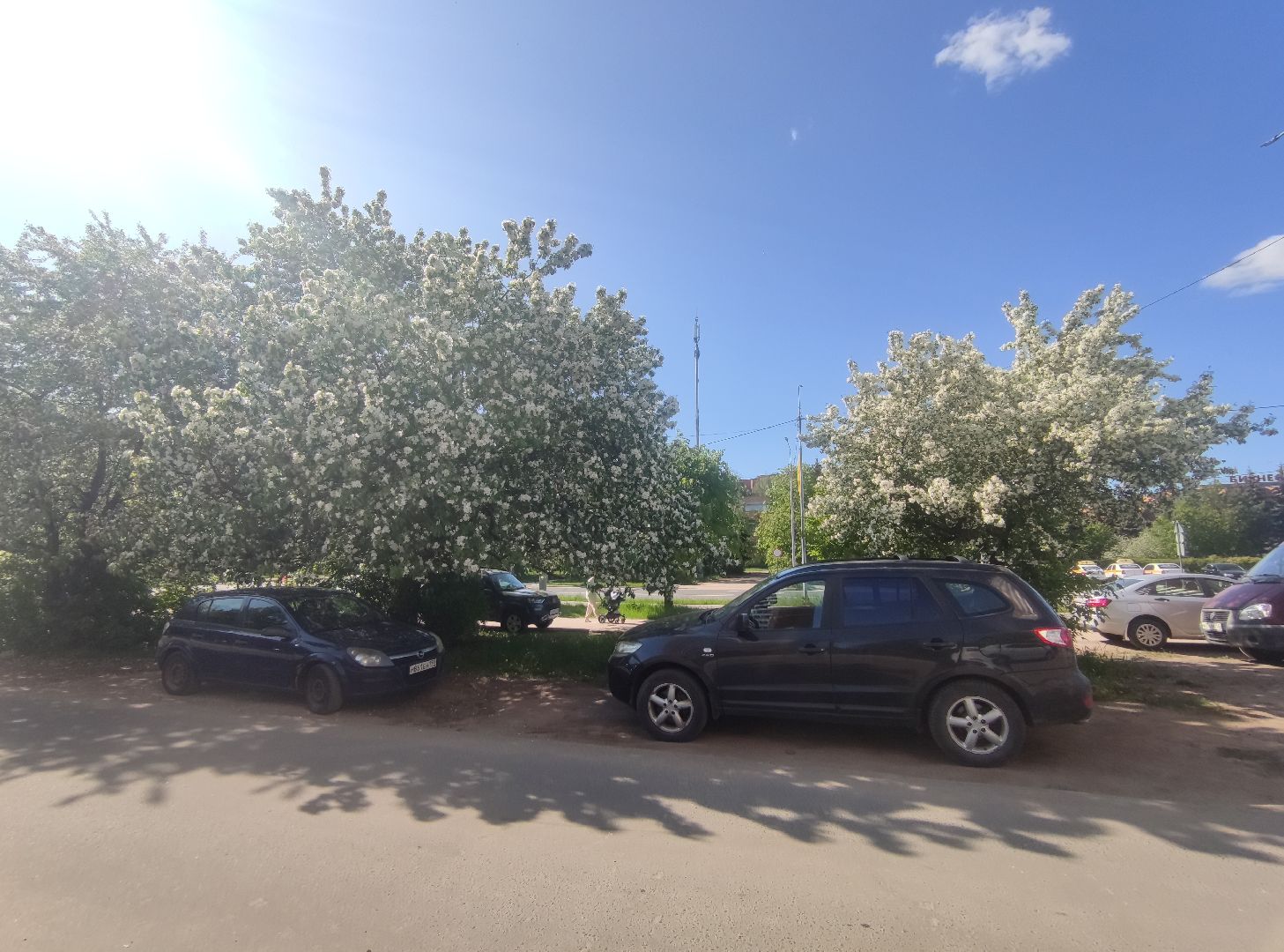 Фото, весна, яблони, Дубна