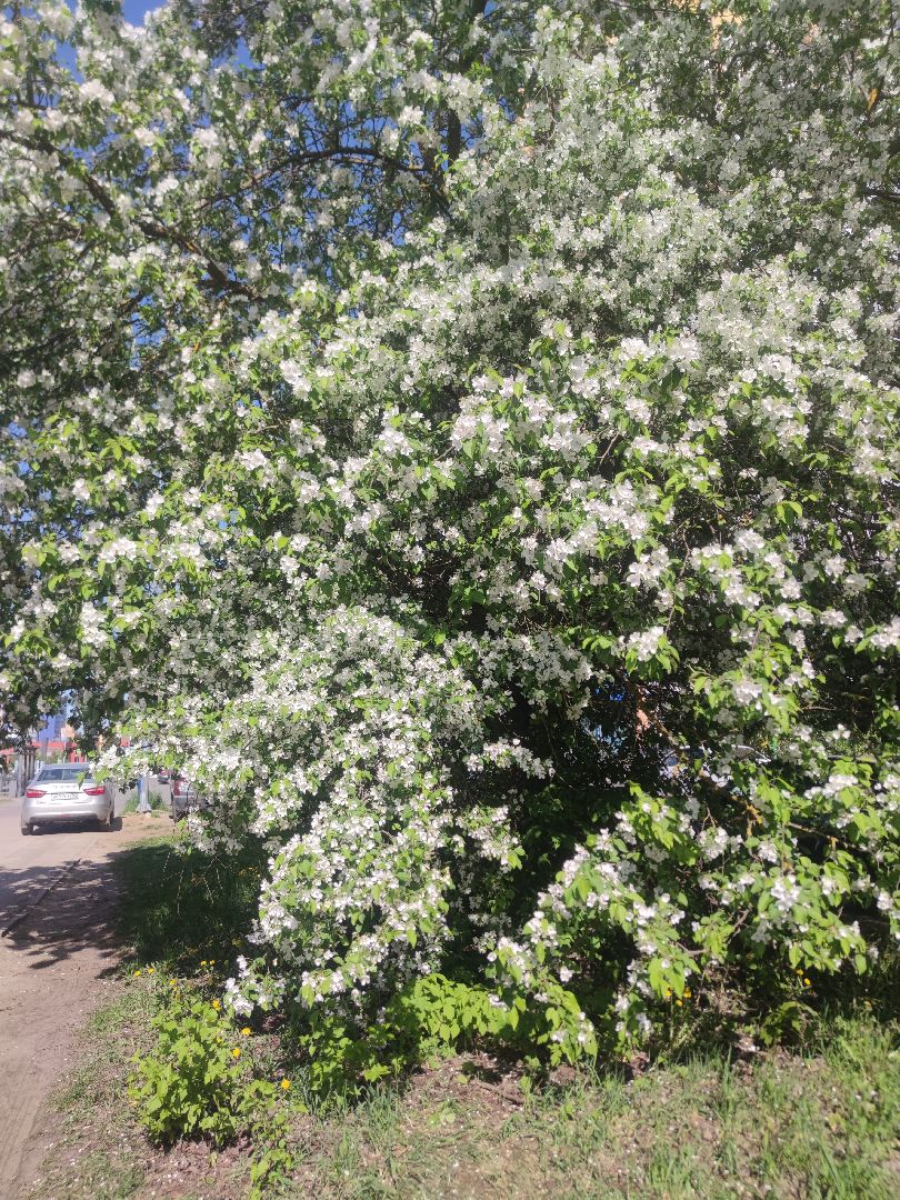 Фото, весна, яблони, Дубна