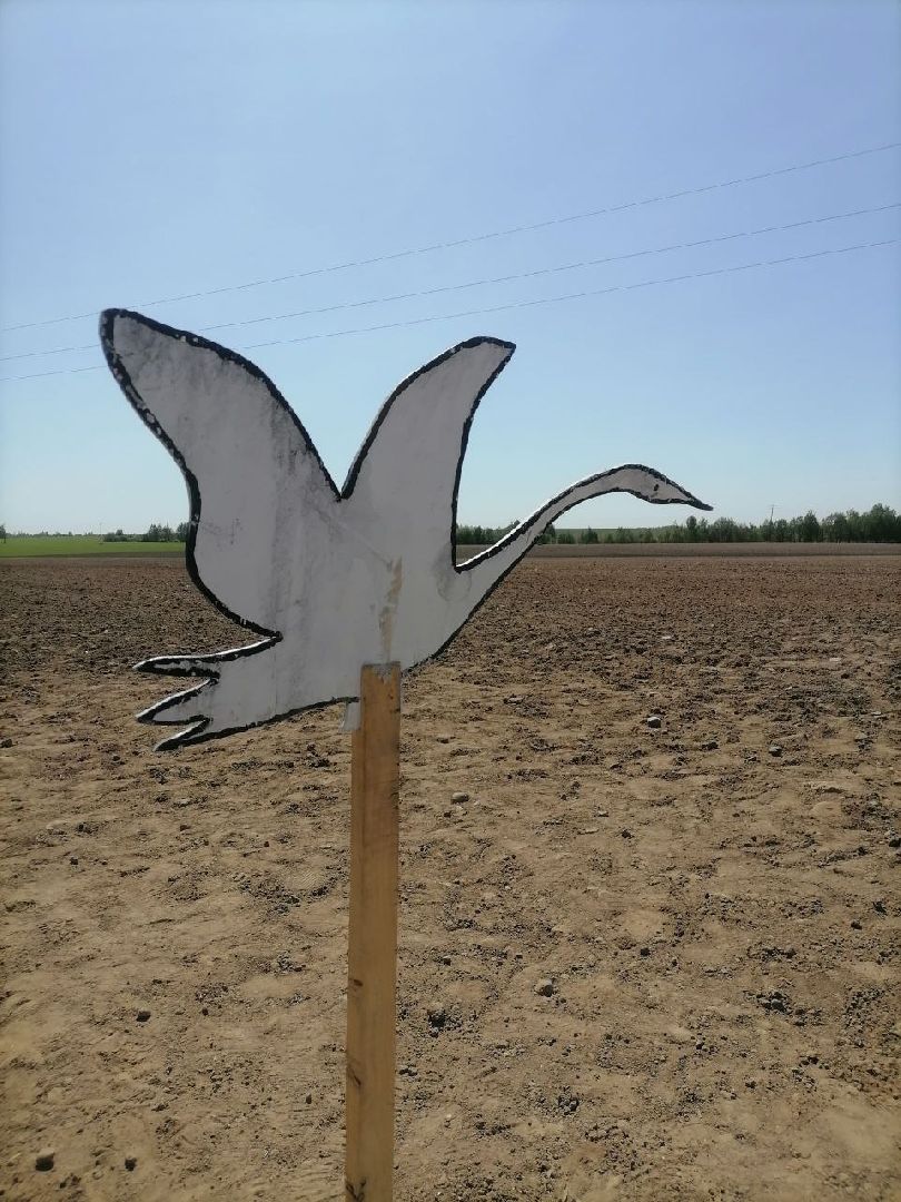 экоакция, талдом, общество, засев журавлиного поля, журавли, фестиваль