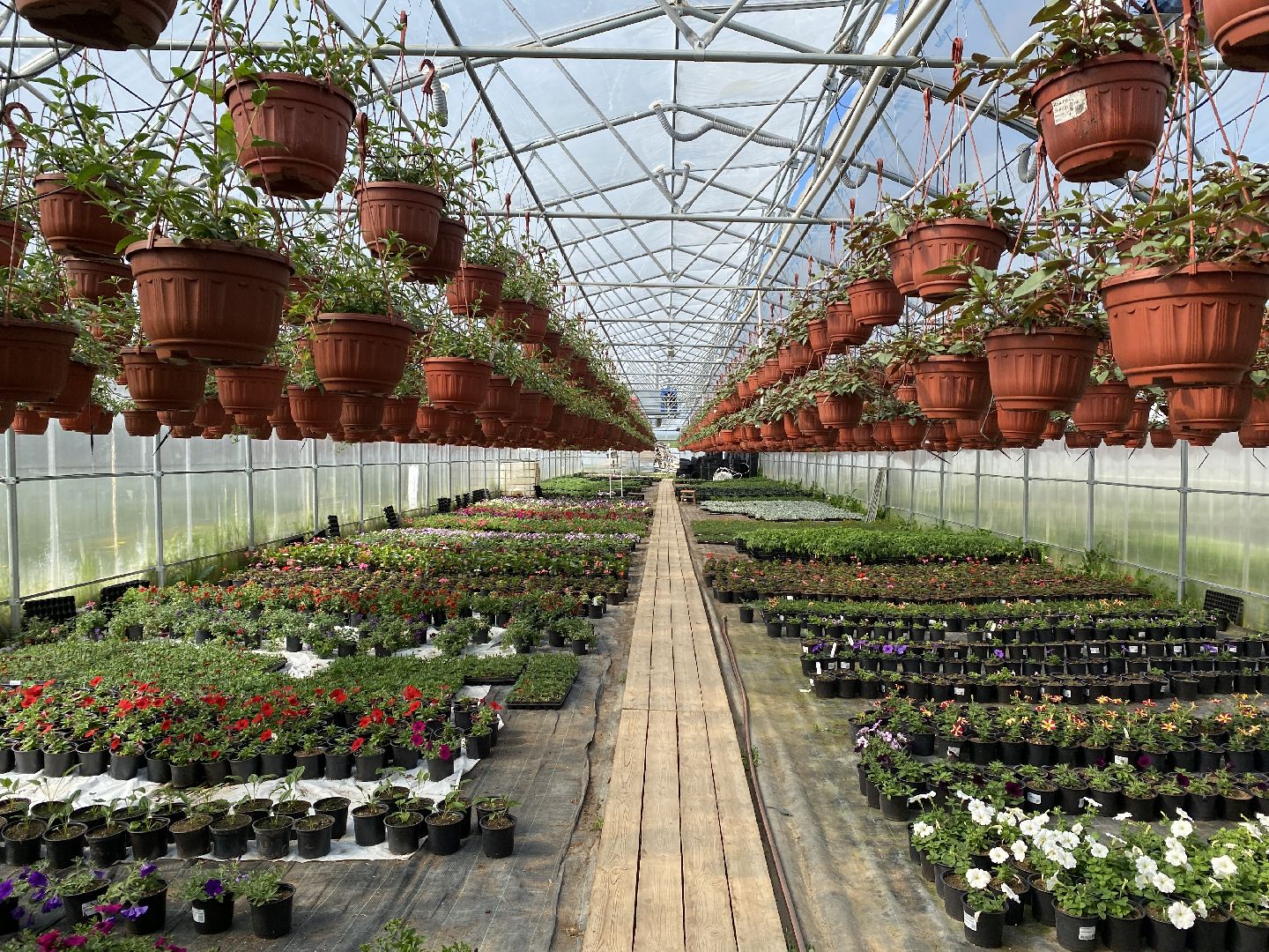 Чехов, теплицы, цветы, жители, комплекс