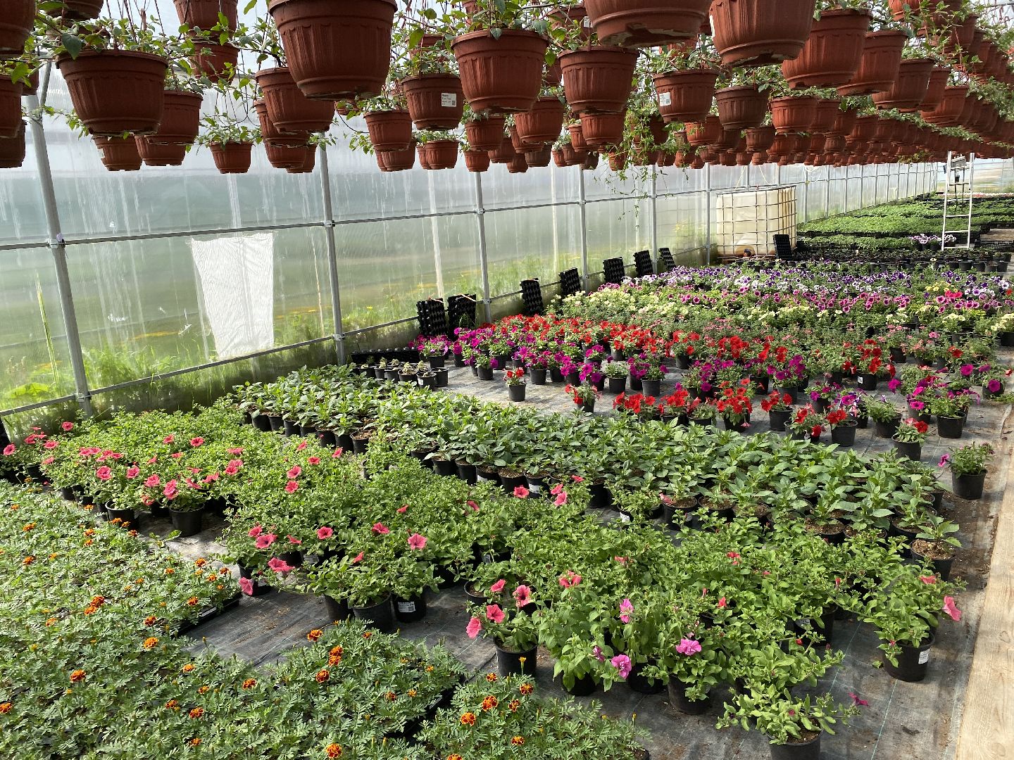 Чехов, теплицы, цветы, жители, комплекс