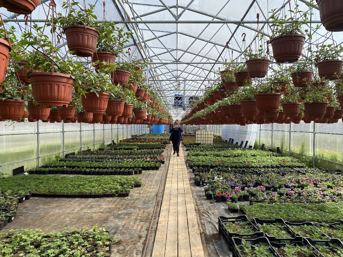 Чехов, теплицы, цветы, жители, комплекс