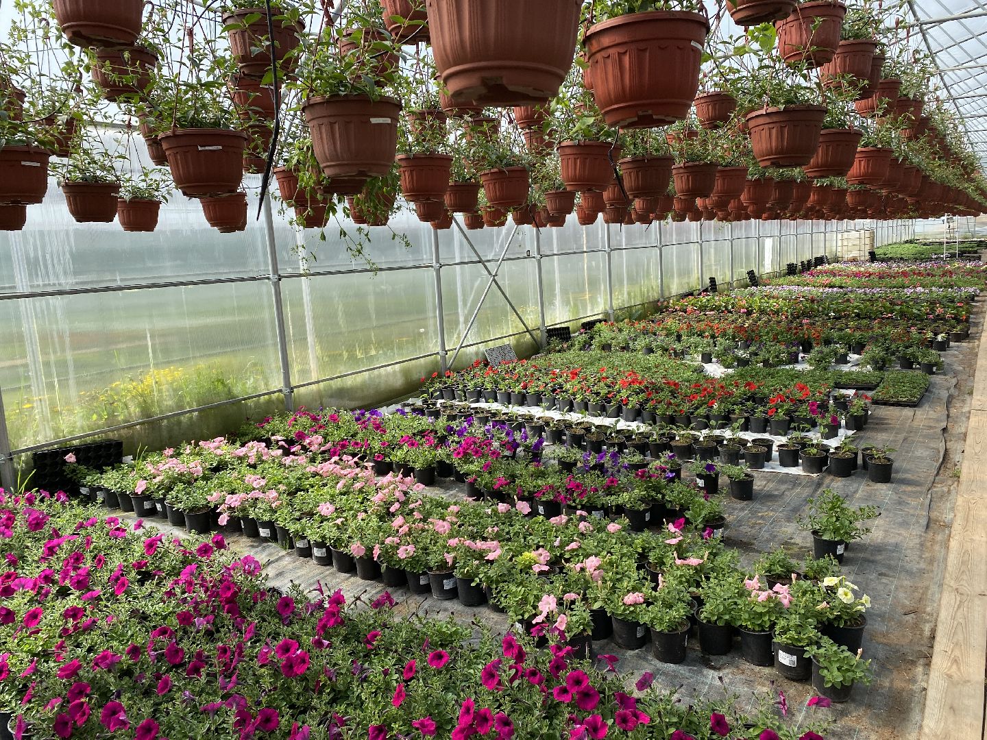 Чехов, теплицы, цветы, жители, комплекс