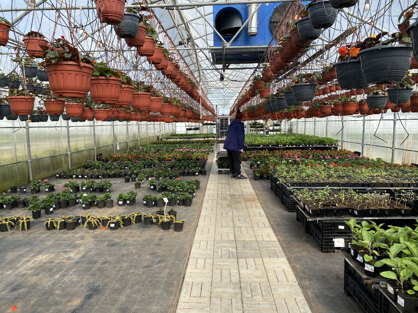 Чехов, тепличный комплекс, рассада, жители, огурцы, томаты