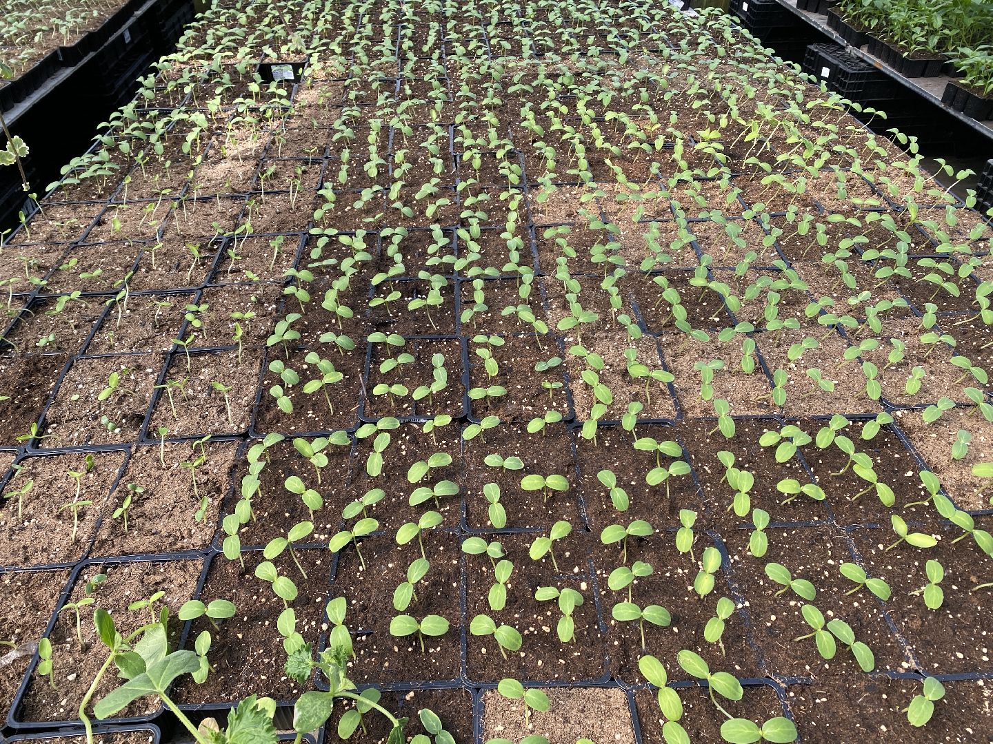 Чехов, тепличный комплекс, рассада, жители, огурцы, томаты