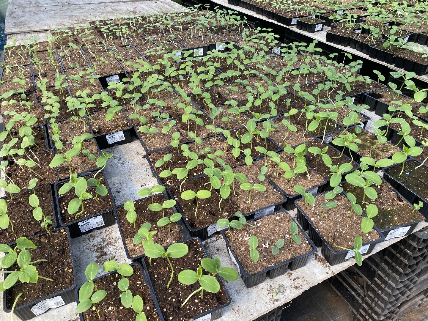 Чехов, тепличный комплекс, рассада, жители, огурцы, томаты