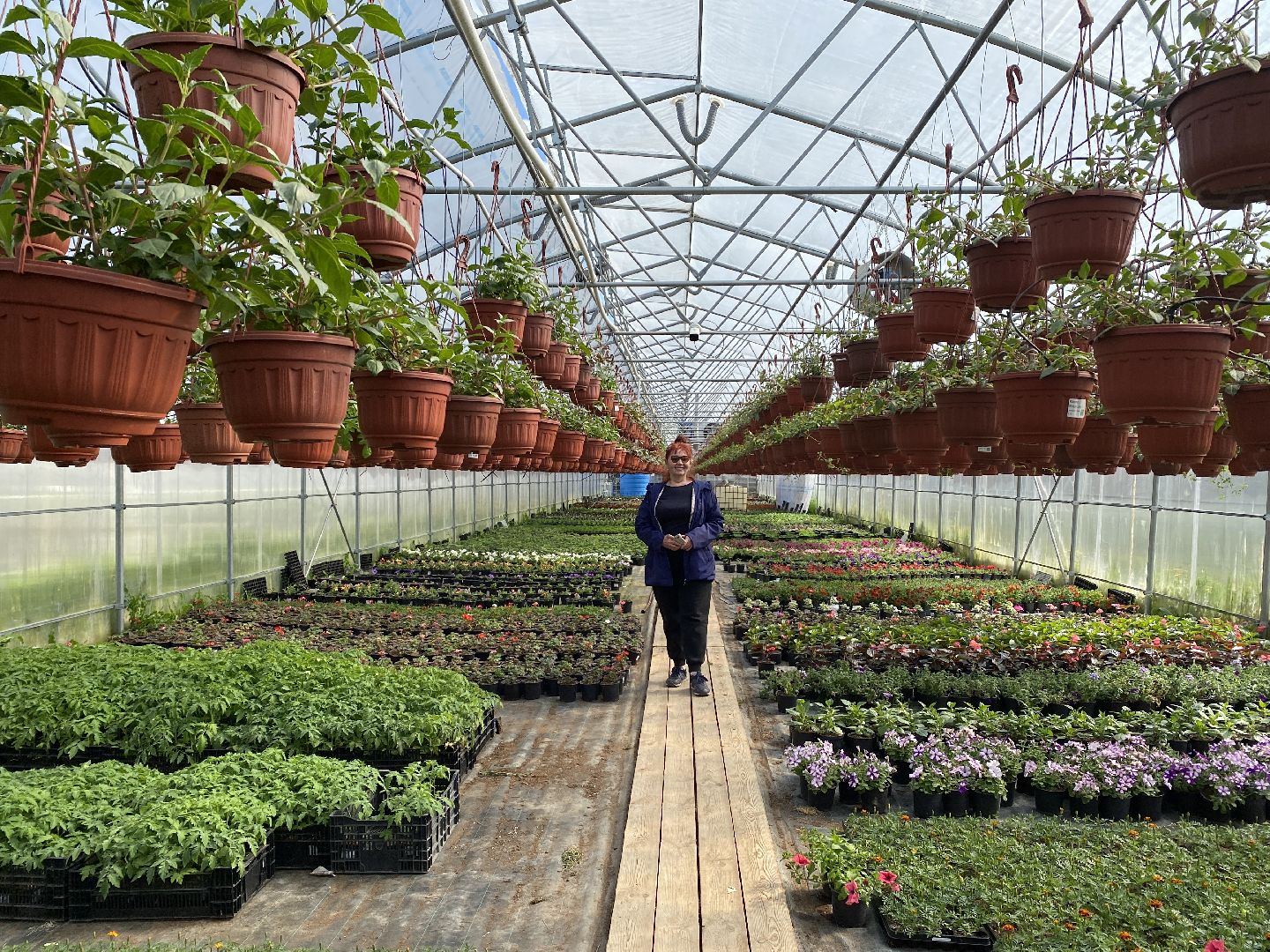 Чехов, тепличный комплекс, рассада, жители, огурцы, томаты