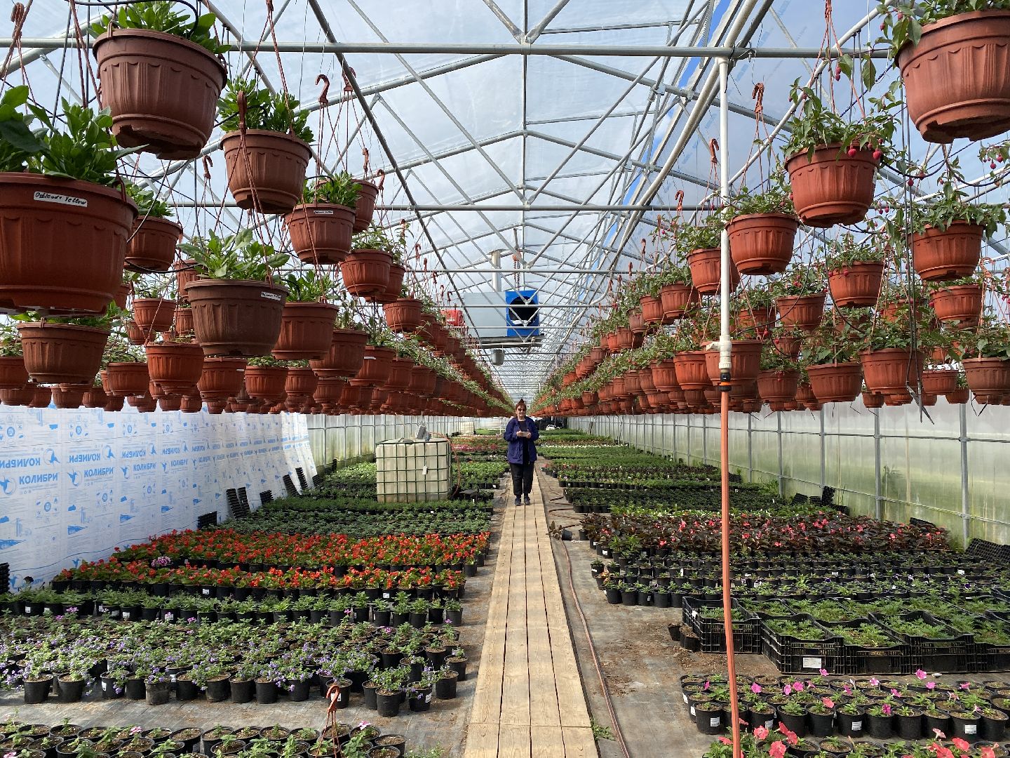 Чехов, тепличный комплекс, рассада, жители, огурцы, томаты