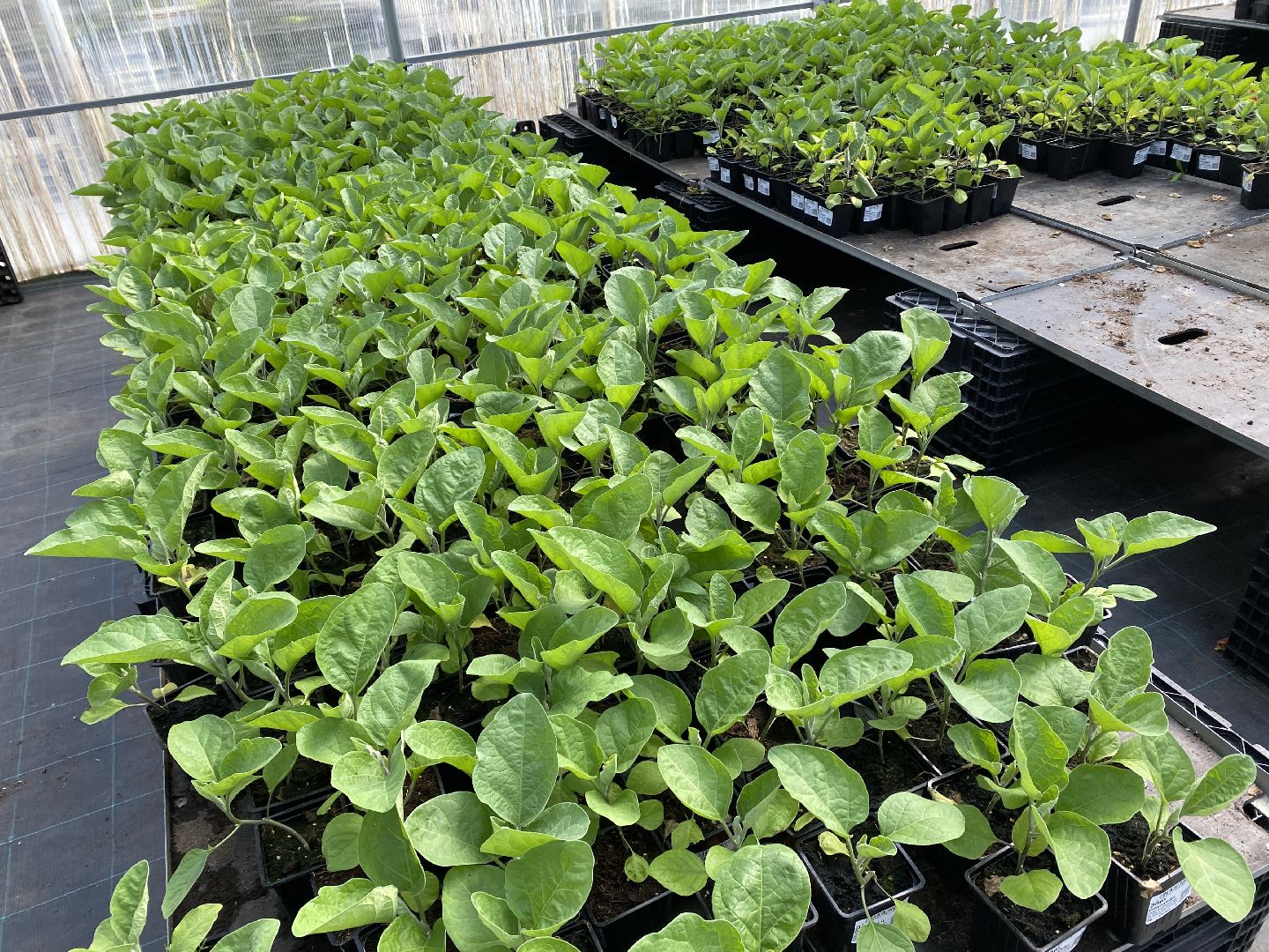 Чехов, тепличный комплекс, рассада, жители, огурцы, томаты