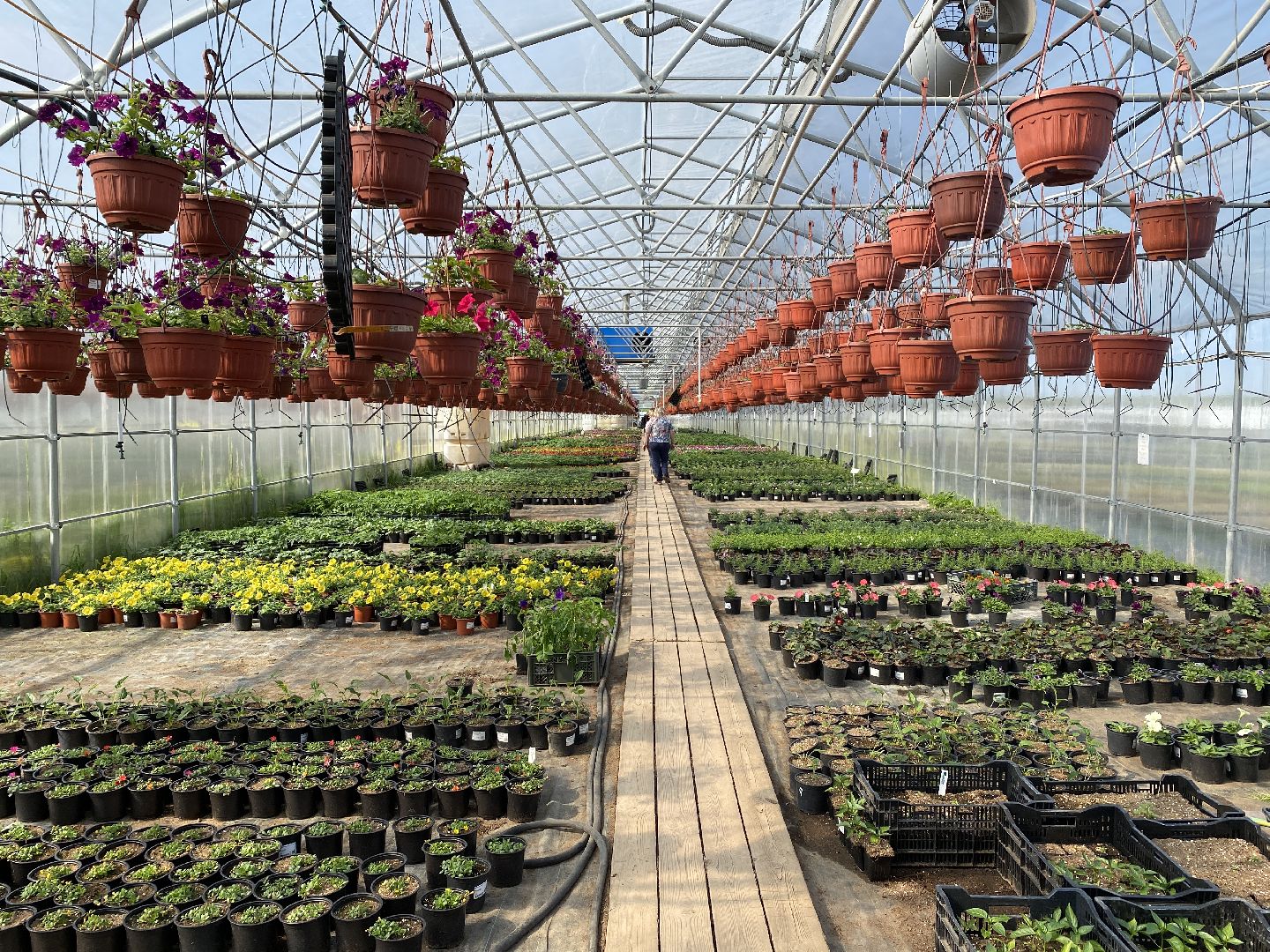 Чехов, тепличный комплекс, рассада, жители, огурцы, томаты