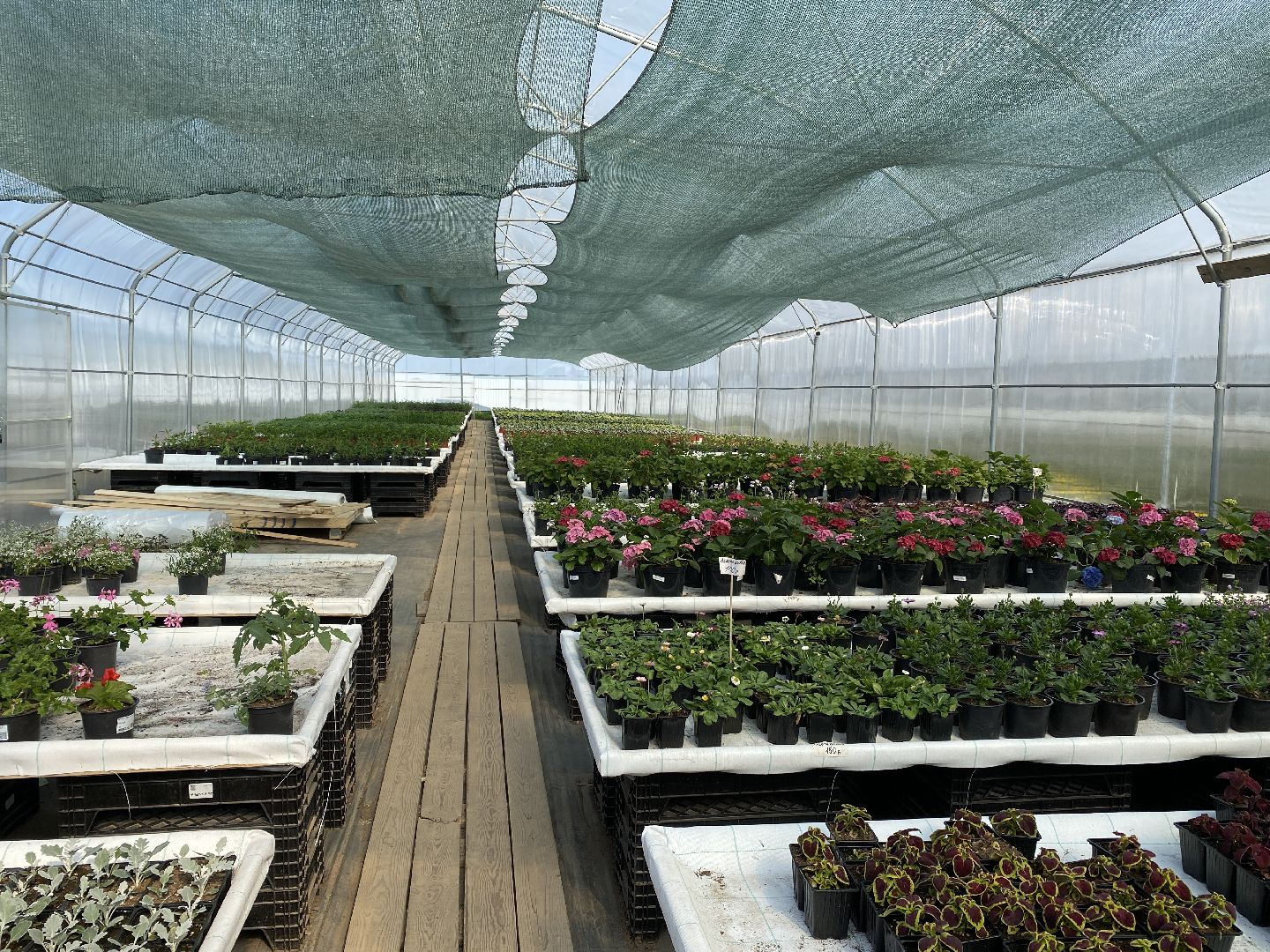 Чехов, тепличный комплекс, рассада, жители, огурцы, томаты