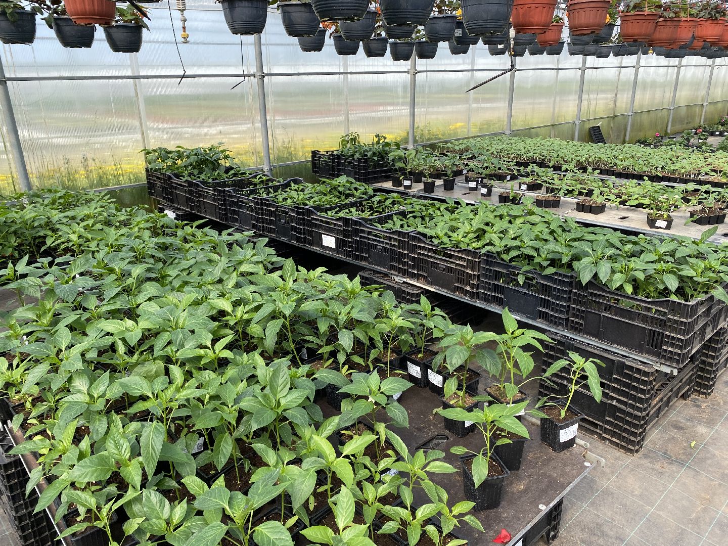 Чехов, тепличный комплекс, рассада, жители, огурцы, томаты