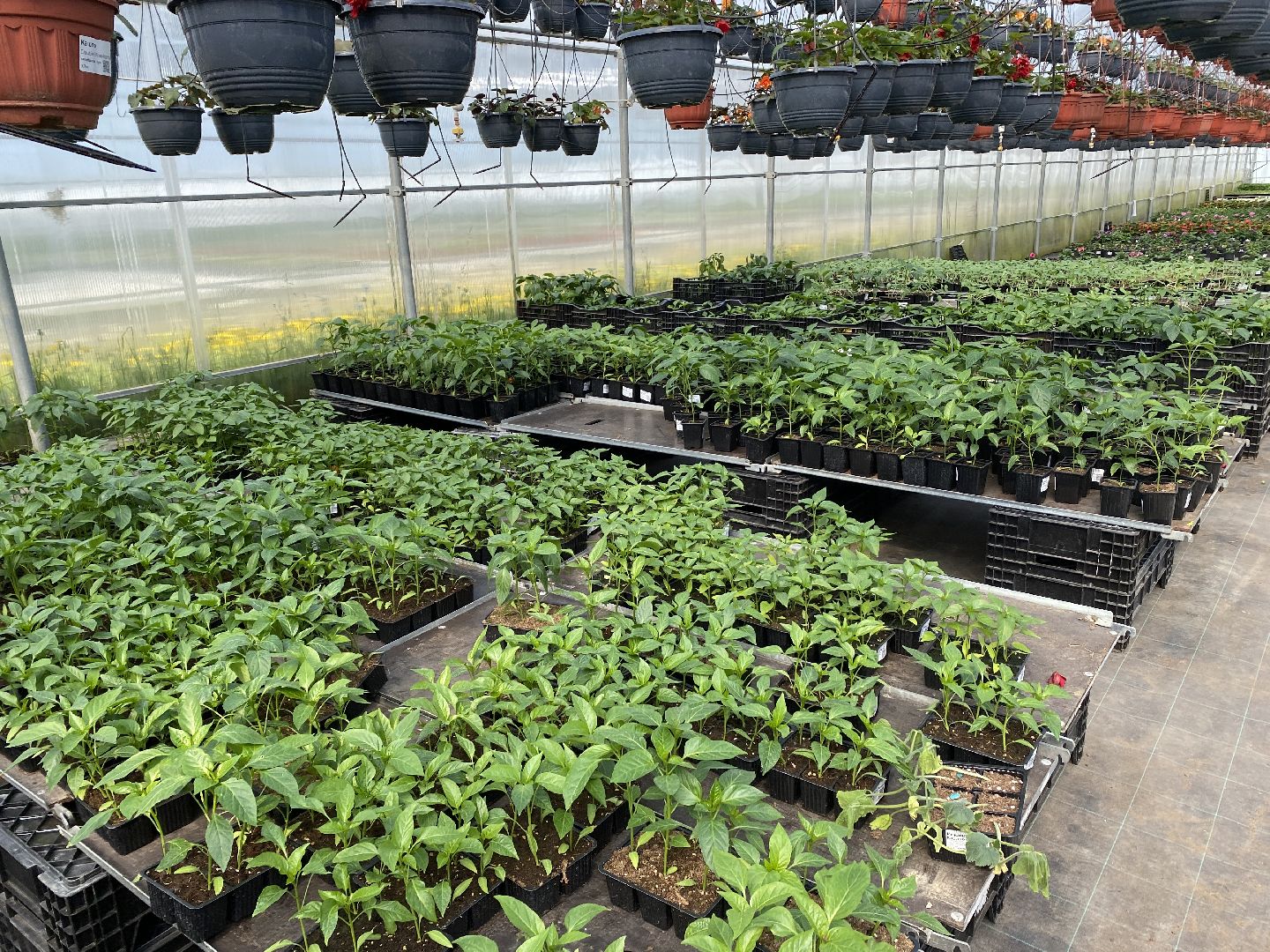 Чехов, тепличный комплекс, рассада, жители, огурцы, томаты