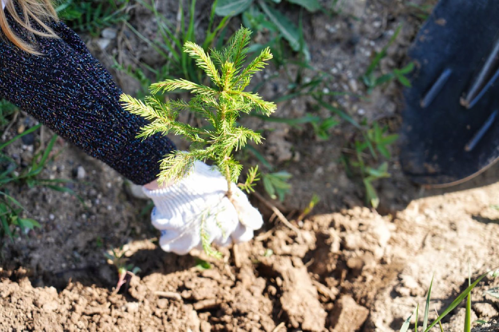 Сергиев Посад, Сергиево-Посадский городской округ, Экология, Лес Победы, Озеленение, ЭкоАкция