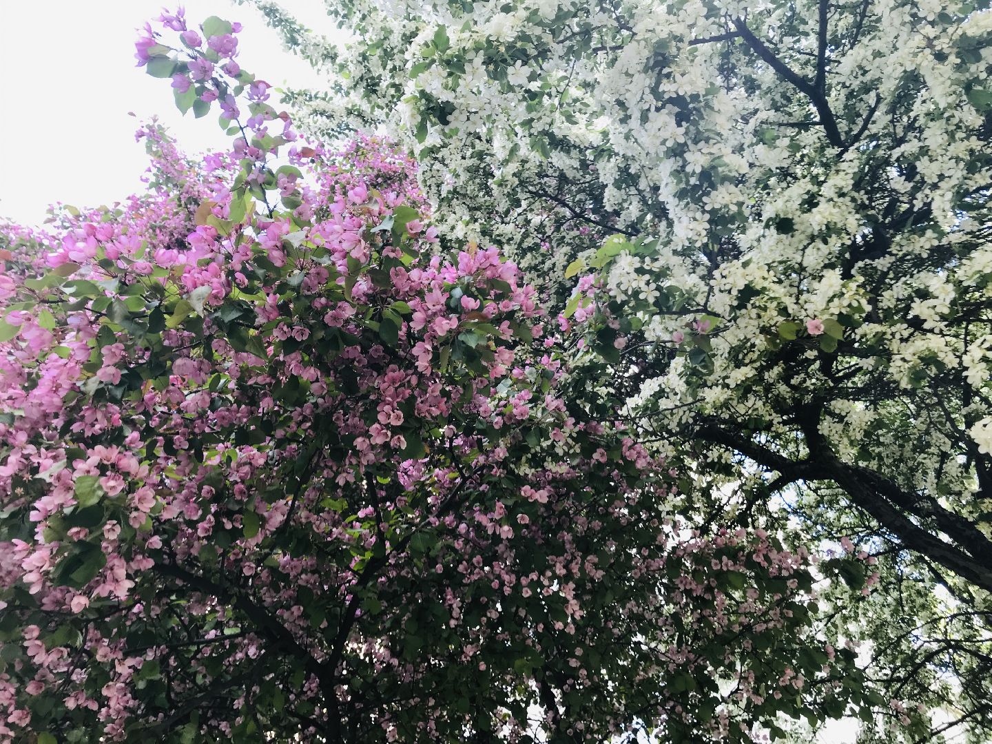 Балашиха, дикие яблони, сакура, черёмуха, сирень, груша, озеленение, благоустройство, цветущий город