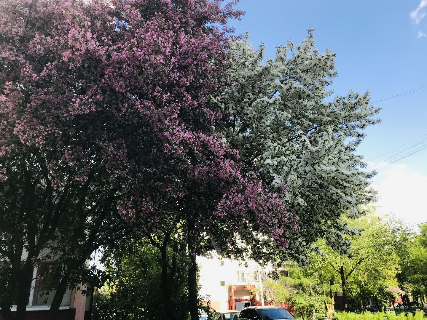 Балашиха, дикие яблони, сакура, черёмуха, сирень, груша, озеленение, благоустройство, цветущий город