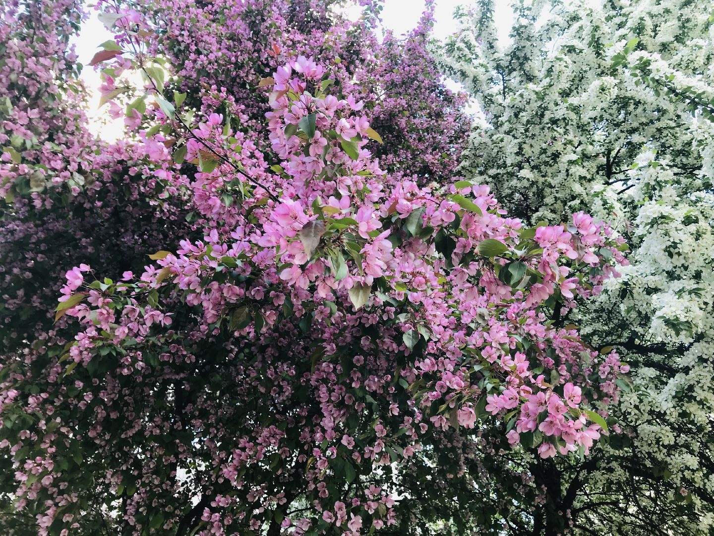 Балашиха, дикие яблони, сакура, черёмуха, сирень, груша, озеленение, благоустройство, цветущий город