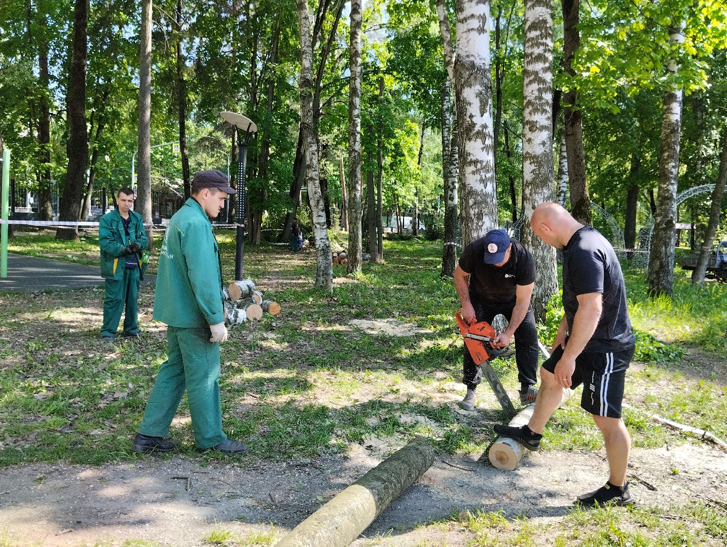 Вырубка деревьев, деревья, Центральный парк, Ногинск, Богородский городской округ