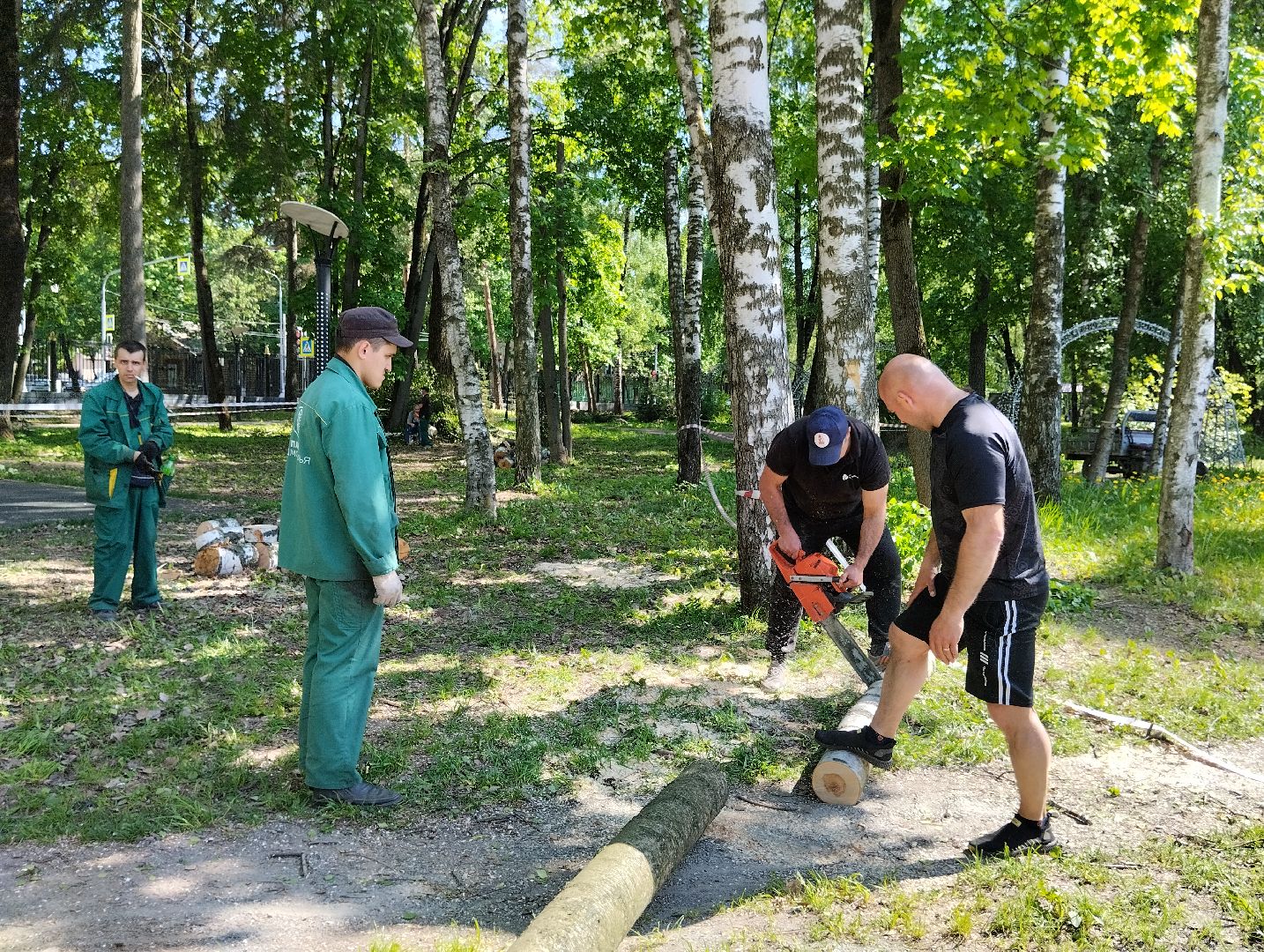 Вырубка деревьев, деревья, Центральный парк, Ногинск, Богородский городской округ