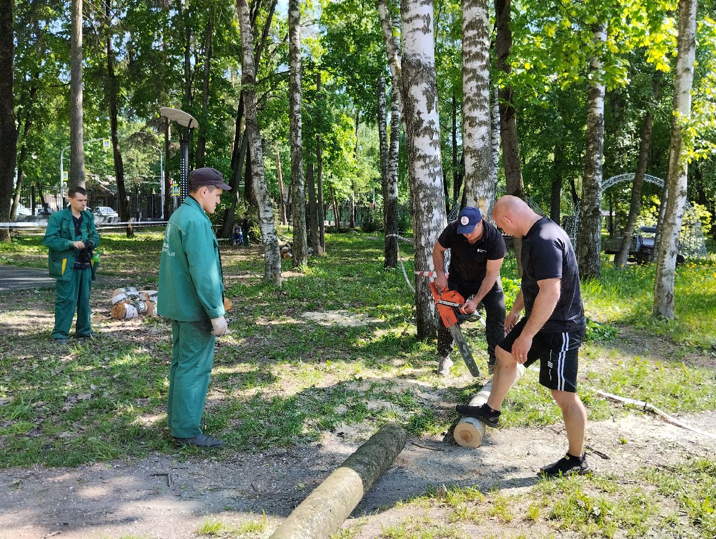Вырубка деревьев, деревья, Центральный парк, Ногинск, Богородский городской округ