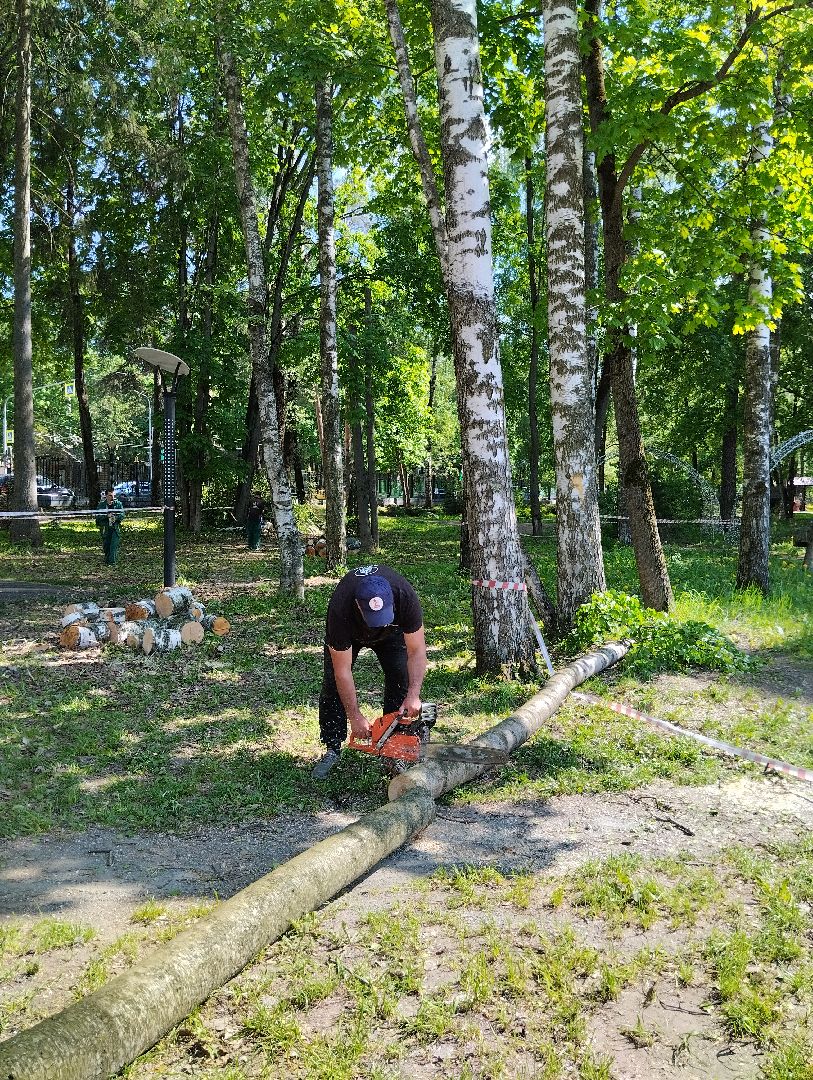 Вырубка деревьев, деревья, Центральный парк, Ногинск, Богородский городской округ
