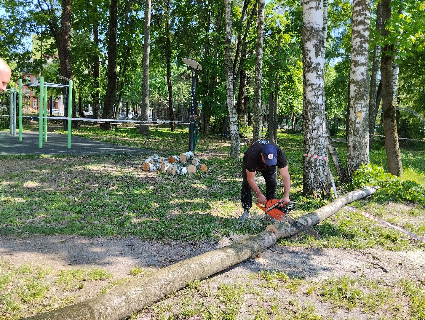 Вырубка деревьев, деревья, Центральный парк, Ногинск, Богородский городской округ